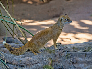 The Cynictis penicillata, commonly known as the Yellow Mongoose, is a small, agile carnivore native to southern Africa.