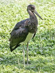 The Ciconia nigra,  Black Stork, is a majestic and elusive wading bird belonging to the stork family Ciconiidae.