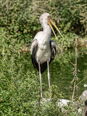 The Mycteria ibis, commonly known as the Yellow-billed Stork, is a striking wading bird native to sub-Saharan Africa and Madagascar. It belongs to the stork family Ciconiidae and is known for its eleg
