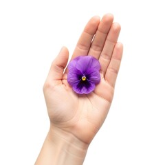 Hand holding a small flower isolated on white background