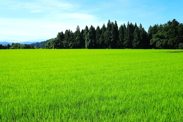 Obraz premium 緑輝く夏の田んぼ
