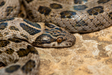 A beautiful spotted rock snake (Lamprophis guttatus), coiled on a large rock. A non-venomous snake...