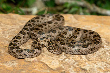 A beautiful spotted rock snake (Lamprophis guttatus), coiled on a large rock. A non-venomous snake native to southern Africa