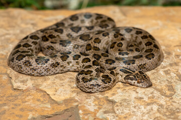 A beautiful spotted rock snake (Lamprophis guttatus), coiled on a large rock. A non-venomous snake native to southern Africa