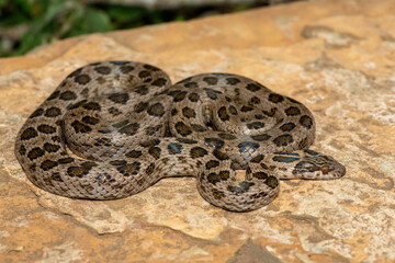 A beautiful spotted rock snake (Lamprophis guttatus), coiled on a large rock. A non-venomous snake native to southern Africa