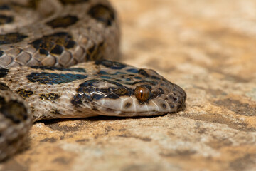 A beautiful spotted rock snake (Lamprophis guttatus), coiled on a large rock. A non-venomous snake native to southern Africa