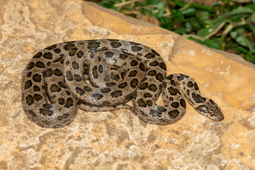 A beautiful spotted rock snake (Lamprophis guttatus), coiled on a large rock. A non-venomous snake...