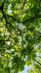 Fototapeta premium Lush canopy of leaves reaching up to the sky