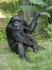 The common chimpanzee (Pan troglodytes). These highly intelligent and social primates are native to the forests and savannas of tropical Africa, ranging from West Africa to Uganda and Tanzania