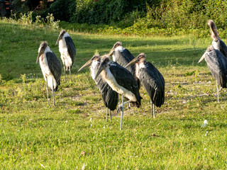 Fototapeta premium The Greater Adjutant is one of the world’s rarest storks—and certainly one of the most misunderstood. But this scavenger plays a vital role in cleaning up ecosystems, especially in urban areas where.