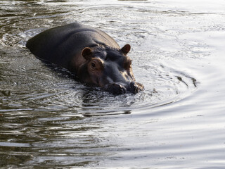 The Hippopotamus amphibius, commonly known as the common hippopotamus or simply hippo, is one of Africa’s most iconic and formidable animals. © vladislav333222