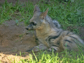 The Proteles cristatus, commonly known as the Aardwolf, is a fascinating and highly specialized member of the hyena family (Hyaenidae), though it breaks the mold in many ways.