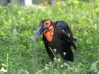 The Bucorvus leadbeateri, commonly known as the Southern Ground Hornbill, is a remarkable and charismatic bird native to sub-Saharan Africa.   Their massive bill is slightly curved and often used for 