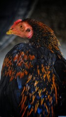 Fototapeta premium Portrait of a male Javanese rooster standing with black and red feathers 