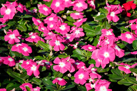 pink catharanthus in a flowerbed

