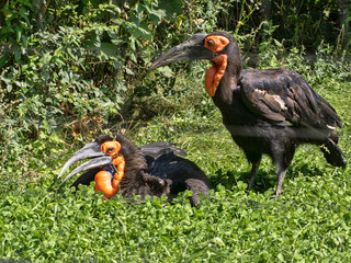The Bucorvus leadbeateri, commonly known as the Southern Ground Hornbill, is a remarkable and charismatic bird native to sub-Saharan Africa.   Their massive bill is slightly curved and often used for 