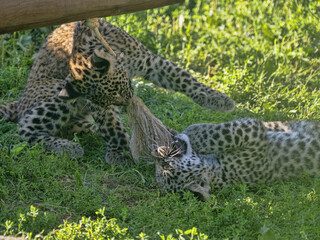 The Persian leopard, is one of the largest and most majestic subspecies of leopard. Native to the rugged mountains and forests of Western and Central Asia, this elusive big cat . © vladislav333222