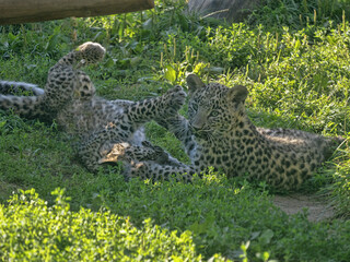 The  Persian leopard, is one of the largest and most majestic subspecies of leopard. Native to the rugged mountains and forests of Western and Central Asia, this elusive big cat . © vladislav333222