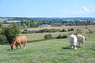 vache elevage Pas de Calais