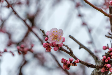 枝先に咲く一輪の梅の花と蕾