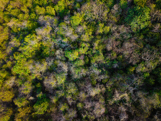Aerial view various tree leaf tropical rainforest on island background