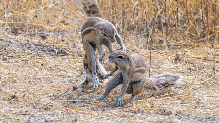 Bunte Tierwelt im Etosha Nationalpark