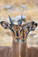 Bunte Tierwelt im Etosha Nationalpark