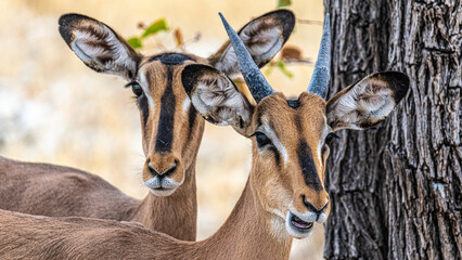 Bunte Tierwelt im Etosha Nationalpark © Rolf