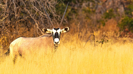 Bunte Tierwelt im Etosha Nationalpark © Rolf