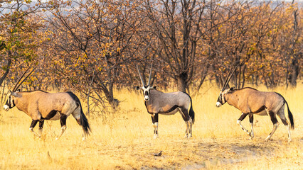 Bunte Tierwelt im Etosha Nationalpark