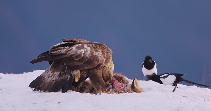 Golden eagle and magpies feeding on prey in a snowy winter landscape over the fjords of Telemark, Norway