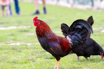 cock and hen © Alevision 2020