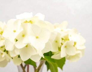 Obraz premium Close-up of delicate white hydrangeas