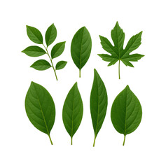 Obraz premium Exploring green foliage variety in nature botanical view isolated on transparent background, png