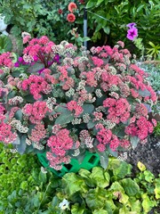 A low-growing compact flowering Sedum Red Cauli shrub with bright stems and red flowers in a summer garden. Nature background. Beautiful flowers