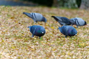 落ち葉の中で餌を探す鳩の群れ