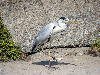 片足で立つアオサギ