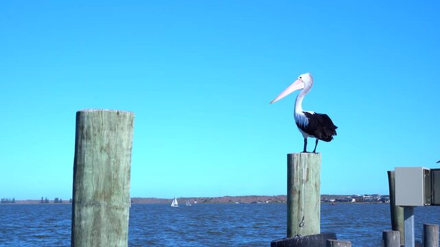 Australian Pelicans perched on a pier at Goolwa Port, South Australia