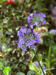 Beautiful Purple African Lily Flowers Blooming in Garden