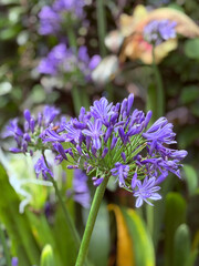 Vibrant African Lily of the Nile Blossoms in Full Bloom