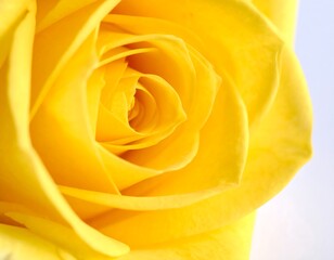 Close-up of a vibrant yellow rose (3)