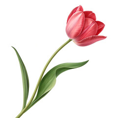 Obraz premium 3d illustration of red tulip flower with green stem and leaves representing spring nature and floral beauty concept 