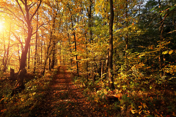 Naklejka premium Autumn landscape. Forest pathway through the autumn forest. Sunny forest autumn landscape in sunny day
