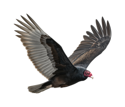 Vulture in flight natural habitat wildlife open sky aerial view isolated on transparent background, png