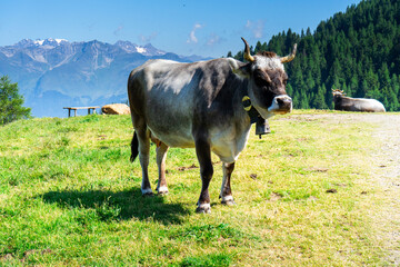 Cows on the Meadows on the Hirzer Alm South Tyrol