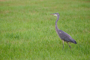Elegant wild grey heron captured on a grassy field