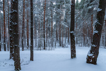 Fototapeta premium Winter pine forest after snowfall on a cloudy day.