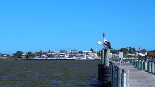 Australian Pelicans perched on a pier at Goolwa Port, South Australia