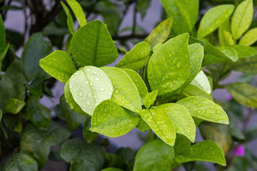 Close-up of fresh green leaves with shiny rainwater droplets of a sweet orange tree, also known as green malta fruit.