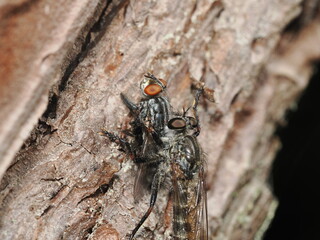 La mosca ladrona es un depredador aéreo que atrapa otros insectos en vuelo con gran rapidez y los consume usando su potente aparato bucal.